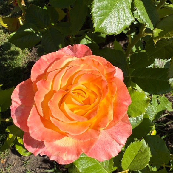 Meet your Posher, Nic - Picture 1 of 2